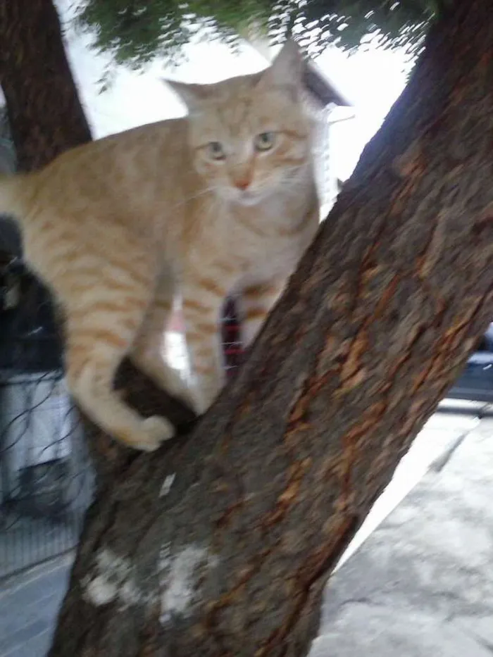 Gato ra a Mista idade 7 a 11 meses nome Leão dourado