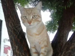 Gato raça Mista idade 7 a 11 meses nome Leão dourado