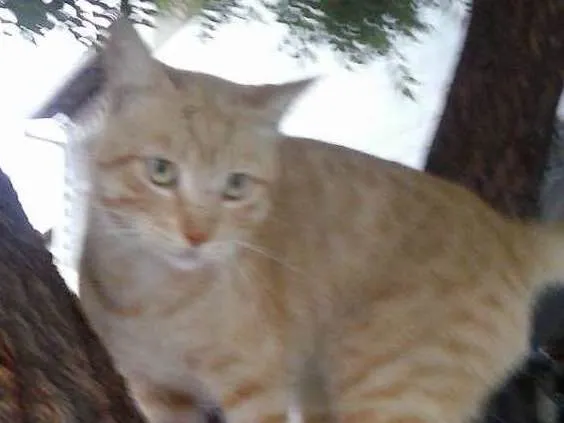 Gato ra a Mista idade 7 a 11 meses nome Leão dourado