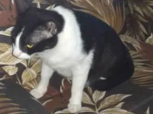 Gato raça  idade 3 anos nome Negão