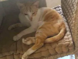 Gato raça  idade 3 anos nome Galego