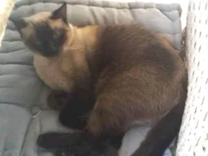Gato raça siamês idade 3 anos nome Bombom