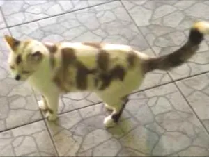 Gato raça  idade 3 anos nome Pintadinha