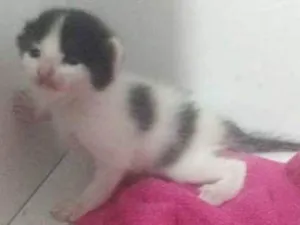 Gato raça  idade Abaixo de 2 meses nome filhotes da Pandora