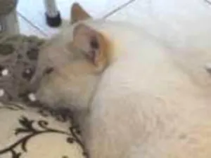 Gato raça  idade 2 anos nome Branquinho