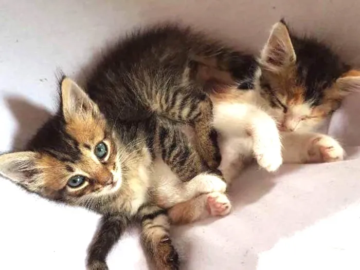 Gato ra a  idade Abaixo de 2 meses nome Sem nome