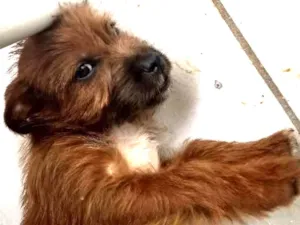 Cachorro raça misto idade 2 a 6 meses nome MEL