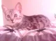Binga