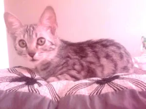 Gato raça  idade 2 a 6 meses nome Binga