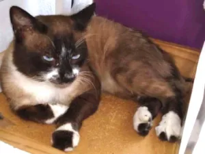 Gato raça Srd idade 2 a 6 meses nome Sem nome