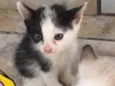 4 gatinhos 