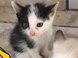 Gato ra a  idade Abaixo de 2 meses nome 4 gatinhos 