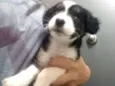 Pedro