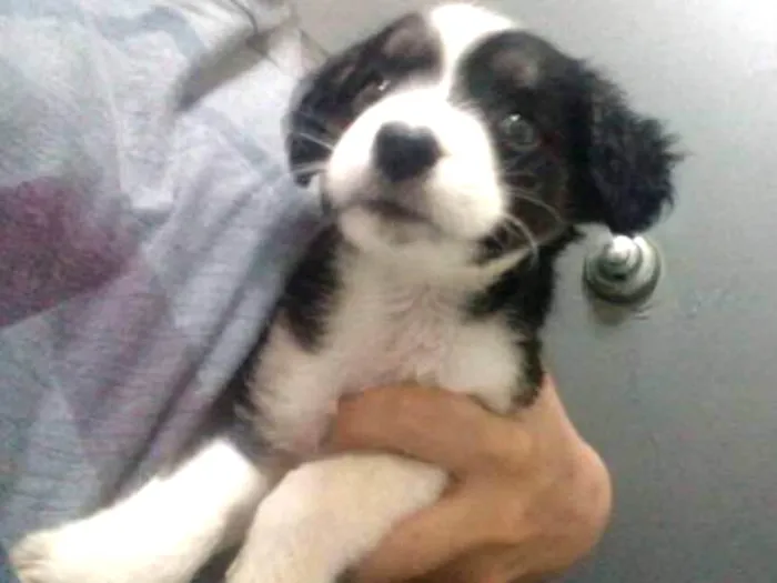 Cachorro ra a srd idade 2 a 6 meses nome Pedro