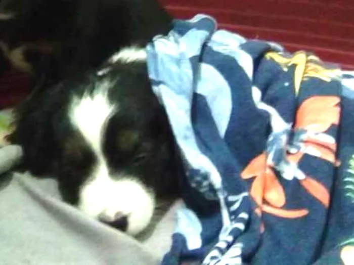 Cachorro ra a srd idade 2 a 6 meses nome Pedro