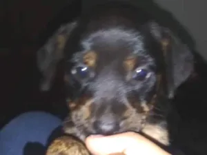 Cachorro raça Vira Lata idade Abaixo de 2 meses nome Lili