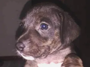 Cachorro raça Vira Lata idade Abaixo de 2 meses nome Luna