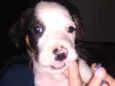 Lulu