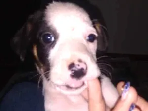 Cachorro raça Vira Lata idade Abaixo de 2 meses nome Lulu