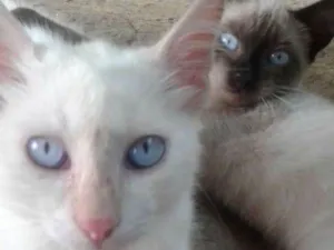 Gato raça Vira lata idade 2 a 6 meses nome Otti