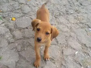 Cachorro raça Vira lata idade Abaixo de 2 meses nome Ainda sem nome