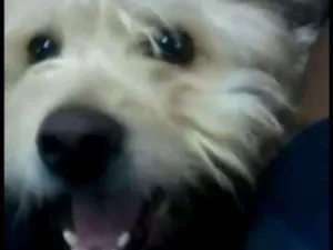 Cachorro raça srdf idade 2 anos nome DIM