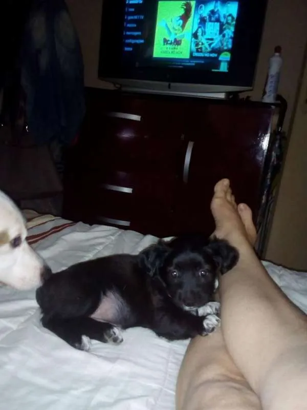Cachorro ra a vira lata  idade Abaixo de 2 meses nome sem nome