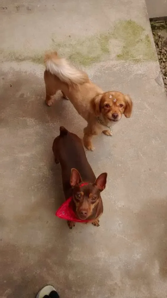 Cachorro ra a Mesticos Poodle e Pincher idade 5 anos nome Dóris e Amora