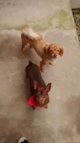 Dóris e Amora