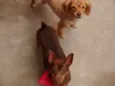 Dóris e Amora