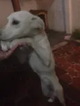 NINA