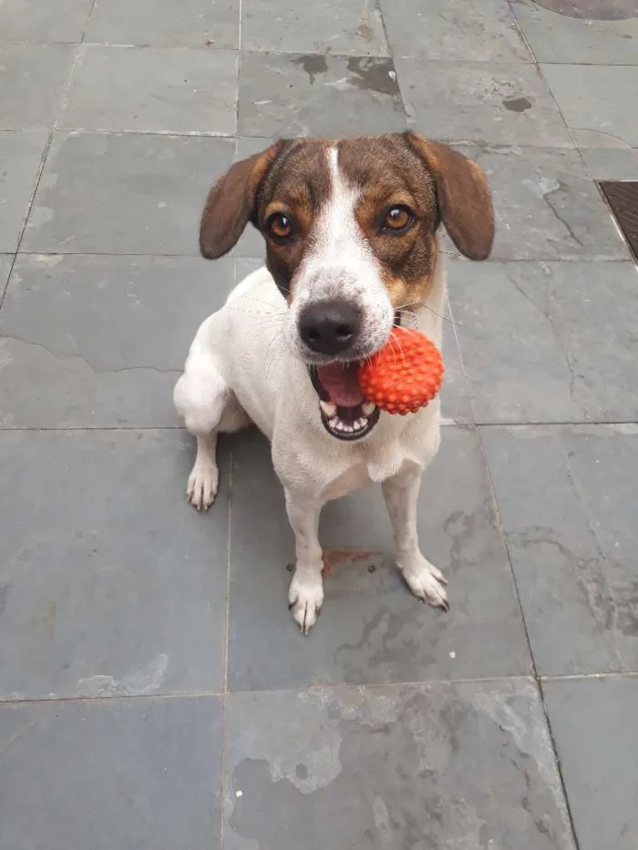 Cachorro raça SRD beagle com dálmata idade 1 ano nome Sila