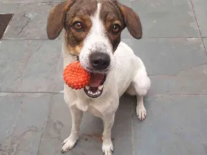 Cachorro raça SRD beagle com dálmata idade 1 ano nome Sila