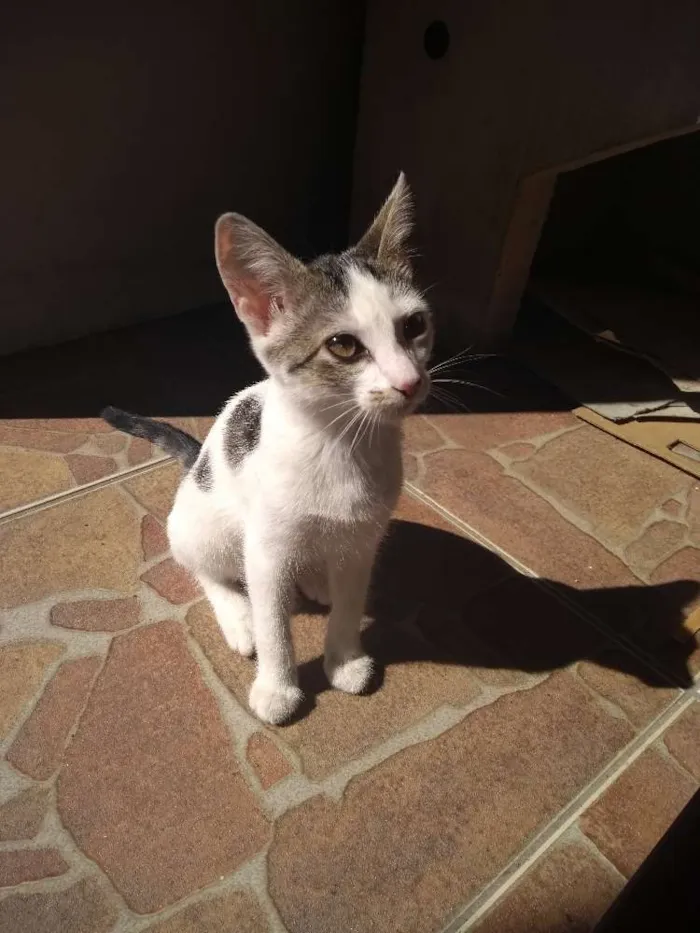 Gato ra a Srd idade 2 a 6 meses nome Aurora