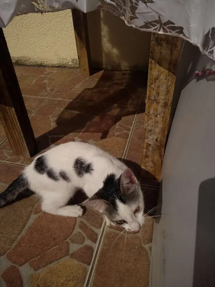 Gato ra a Srd idade 2 a 6 meses nome Aurora