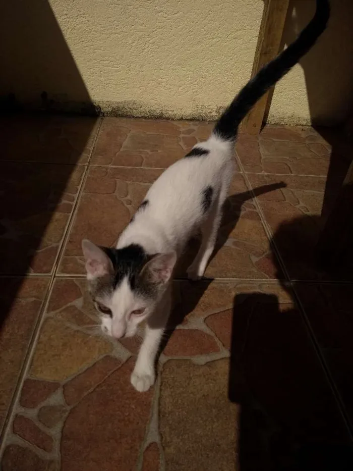 Gato ra a Srd idade 2 a 6 meses nome Aurora