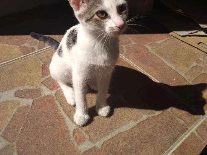 Gato ra a Srd idade 2 a 6 meses nome Aurora