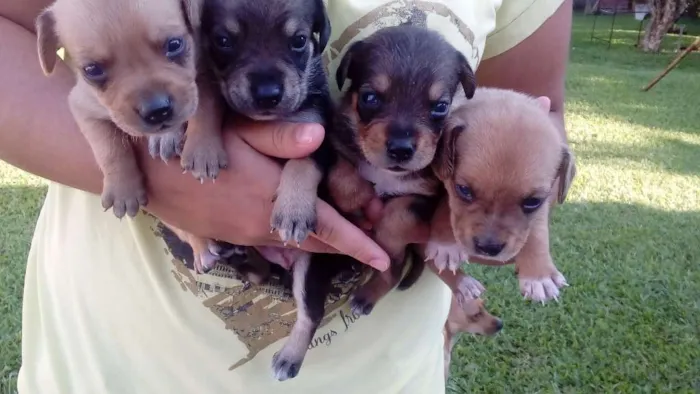 Cachorro ra a Salsicha com vira-lata idade Abaixo de 2 meses nome Sem nomes