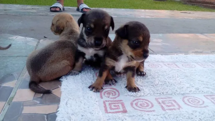 Cachorro ra a SRD idade Abaixo de 2 meses nome Sem nomes