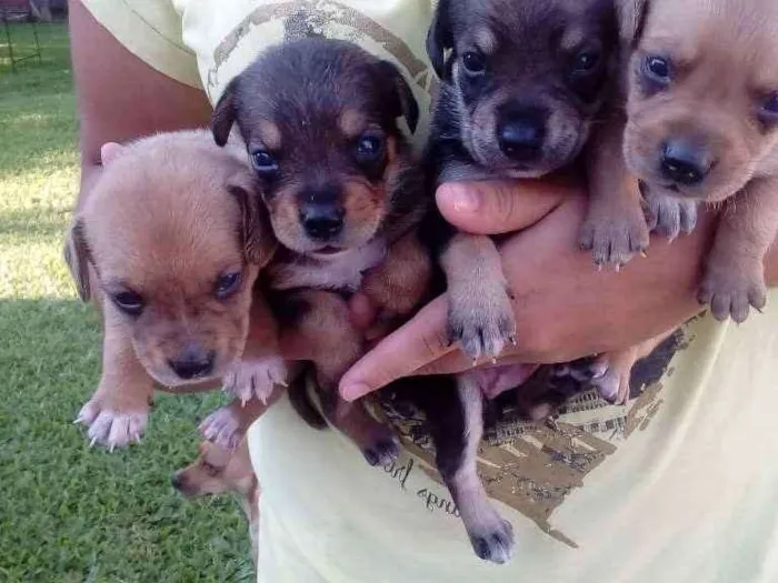 Cachorro ra a SRD idade Abaixo de 2 meses nome Sem nomes