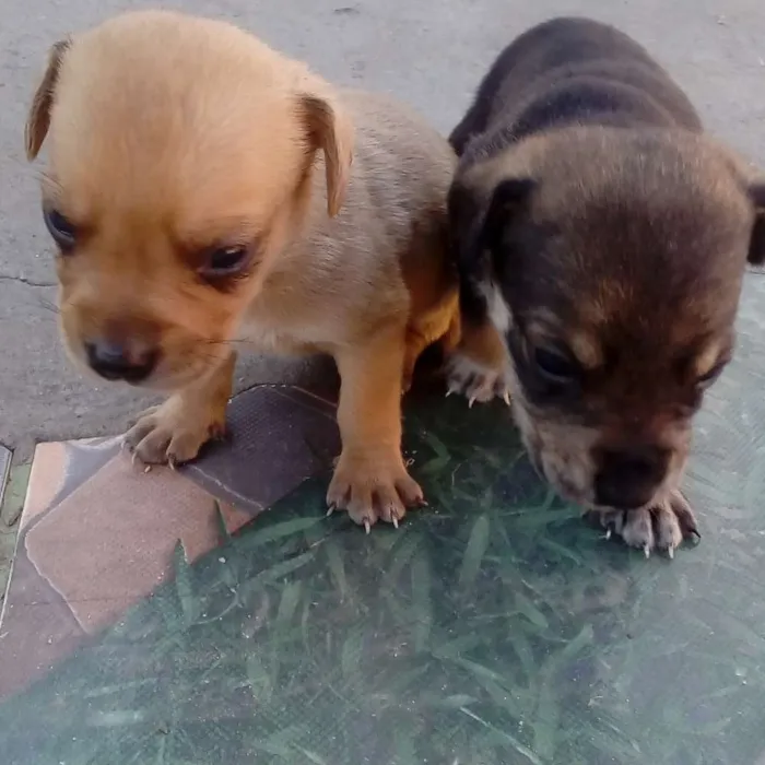 Cachorro ra a SRD idade Abaixo de 2 meses nome Sem nomes