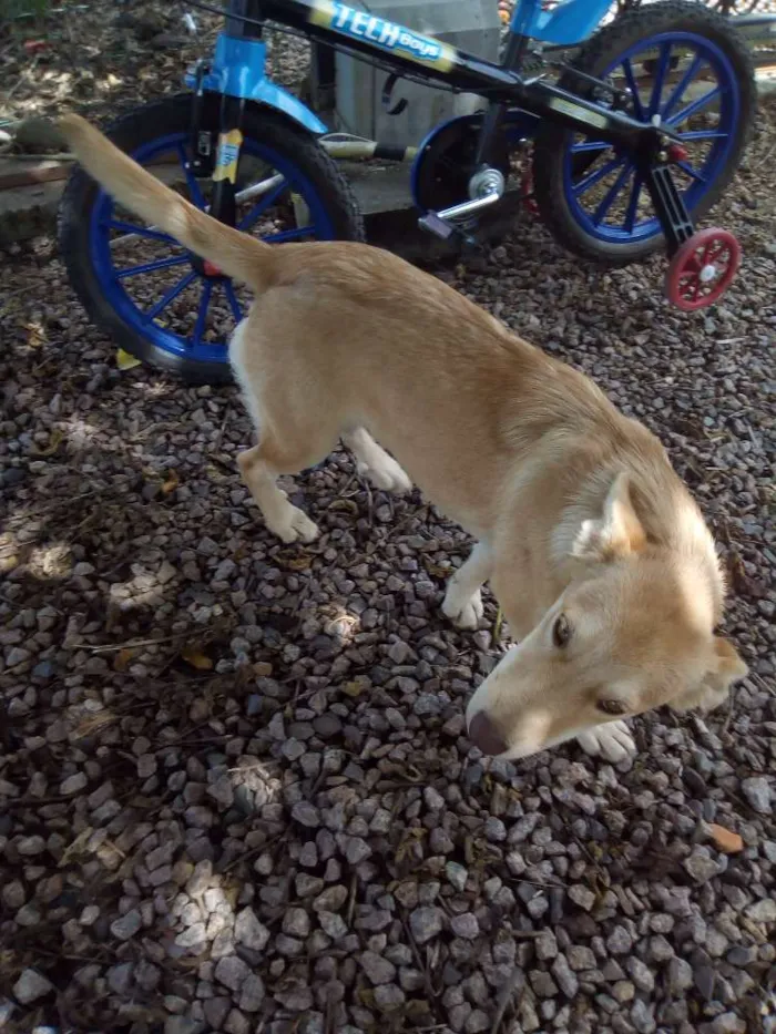 Cachorro raça Vira lata idade 7 a 11 meses nome Não tem nome