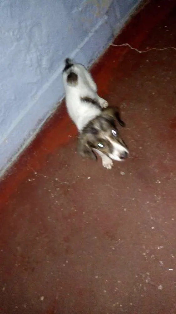 Cachorro ra a Vira lata idade 2 a 6 meses nome Felicity