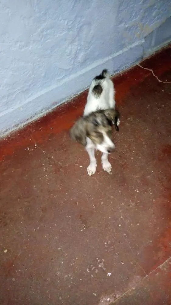 Cachorro ra a Vira lata idade 2 a 6 meses nome Felicity