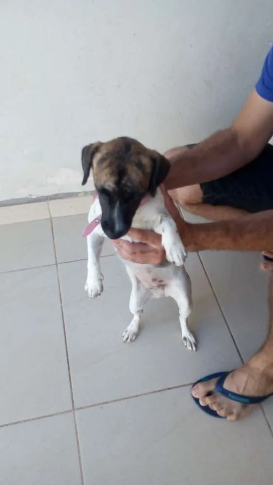 Cachorro ra a Srd idade 1 ano nome Estrelinha