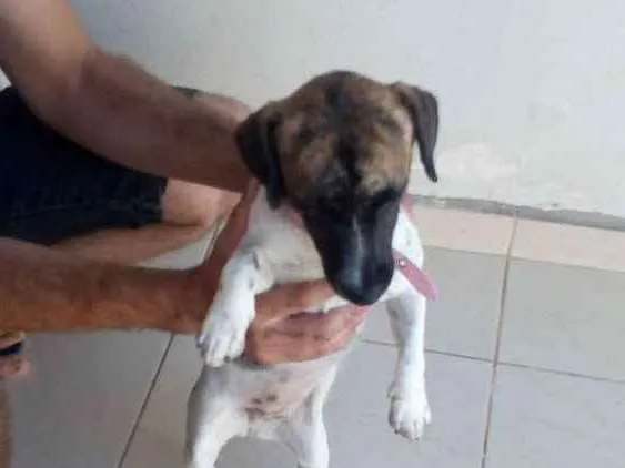 Cachorro ra a Srd idade 1 ano nome Estrelinha