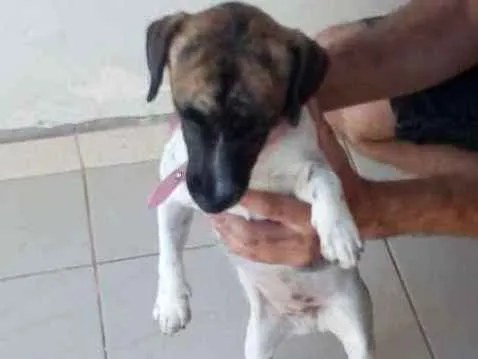 Cachorro ra a Srd idade 1 ano nome Estrelinha