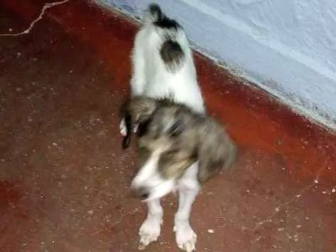 Cachorro ra a Vira lata idade 2 a 6 meses nome Felicity