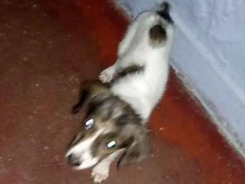 Cachorro ra a Vira lata idade 2 a 6 meses nome Felicity