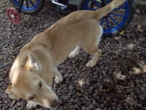 Cachorro raça Vira lata idade 7 a 11 meses nome Não tem nome